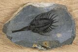 Rare, Psychopyge Termierorum Trilobite - Top Quality Specimen #301938-5